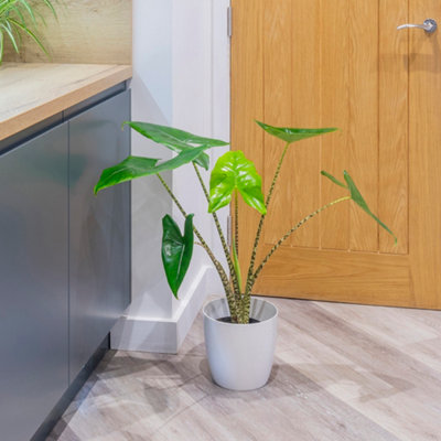 Yougarden Alocasia ZebrinaEstablished Houseplant In 17Cm PotReady To Plant And Display Indoor PlantFor Home Or Office from B&Q