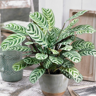 Yougarden Ctenanthe Never Never Houseplant 'burle-Marxii'Established Indoor Plant In 12Cm Pot from B&Q