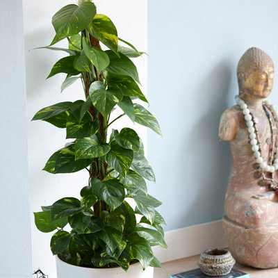 You Garden Epipremnum Pinnatum 'aureum' In A 12 Cm PotDevils Ivy Supplied As A Established PlantHanging House Plants For Indoor Office from B&Q