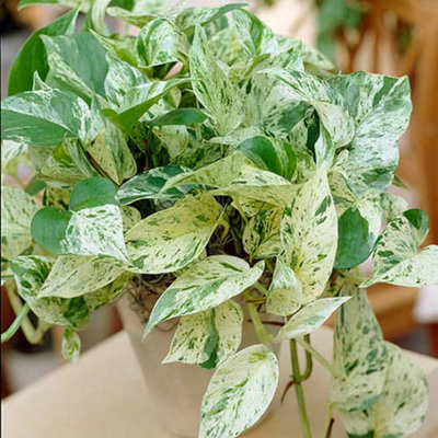 Yougarden Epipremnum Pinnatum 'marble Queen' In A 12Cm Pot from B&Q