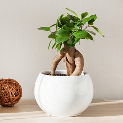 Yougarden Ficus Microcarpa Ginseng Plant - Image 7