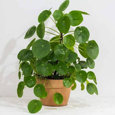 Yougarden Pilea Peperomioides 'chinese Money Plant' In A 12Cm Pot from B&Q