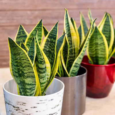 You Garden Yougarden Snake Plant 'golden Flame' SansevieriaIndoor Potted Plant In 17Cm PotEstablished House Plant And Air Purifying Plant from B&Q