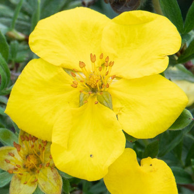You Garden Potentilla Fruticosa Goldstar In A 9Cm Pot from B&Q