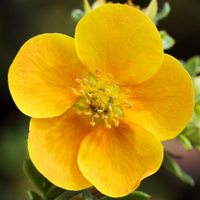 You Garden Potentilla Fruticosa Tangerine In 9Cm Pot Ready To Plant from B&Q