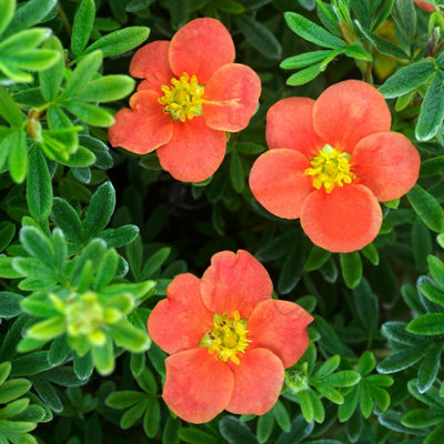 You Garden Potentilla Fruticosa Red Robin Established Plant In A 9Cm Pot from B&Q