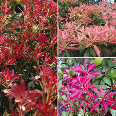 B&Q -  You GardenPieris Collection 3 X 9Cm