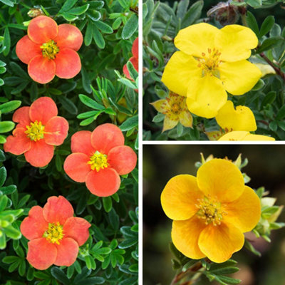 You Garden Yougarden Potentilla CollectionSet Of Three Established Plants In 9Cm PotsPotentilla Fruticosa 'goldstar''red Robin'And 't from B&Q