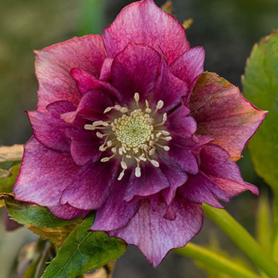 You Garden Hellebore Double Ellen Red In A 9Cm Pot