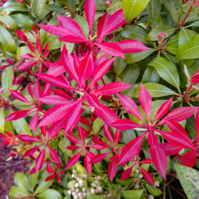 You Garden Yougarden Pieris 'mountain Fire'Established Plant In 8-9Cm PotReady To Plant from B&Q