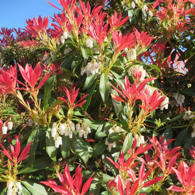 You Garden Yougarden Pieris 'forest Flame' In 9Cm PotReady To Plant from B&Q