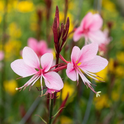 You Garden Yougarden Gaura Lindheimeri 'siskiyou Pink'Established Plant In 9Cm PotReady To Plant from B&Q