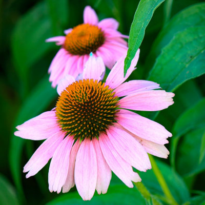 You Garden Yougarden Echinacea Purpureus MagnusEstablished Perennial In 9Cm PotReady To Plant from B&Q