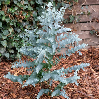 B&Q -  Eucalyptus Gunnii 'azura' In A 15Cm Pot