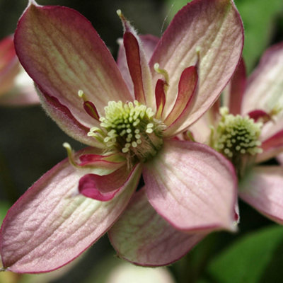 You Garden Yougarden Clematis Montana 'broughton Star'1 X 9Cm Pot from B&Q