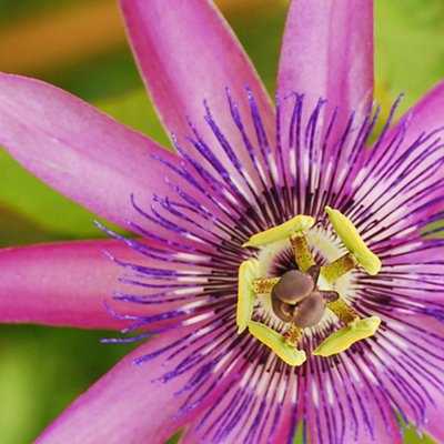 You Garden Passiflora Lavender Lady In 9Cm PotExotic Passion FlowersPerfect In Pots For Patios from B&Q