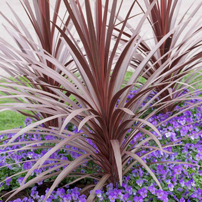 You Garden Cordyline Australis Red Star In A 17Cm Pot 60-70Cm Tall from B&Q