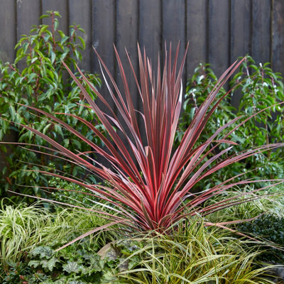 You Garden Yougarden Cordyline Australis 17Cm 40-60Cm from B&Q