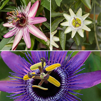 Yougarden You Garden3 X Passiflora Supplied In 9Cm PotsExotic Passion Flowers For GardensPerfect In Pots For Patios from B&Q
