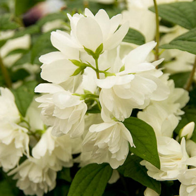 Yougarden Philadelphus Snowbelle In A 3L Pot from B&Q
