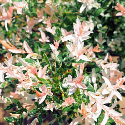 B&Q -  Yougarden Salix 'flamingo Bush'Established Plant In 3L PotReady To Plant