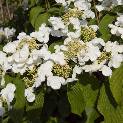 You Garden Viburnum Plicatum Kilimanjaro Sunrise Shrub In A 3-Litre Pot from B&Q