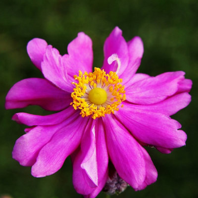 You Garden Anemone Japanese 'prince Heinrich' In A 9Cm Pot from B&Q