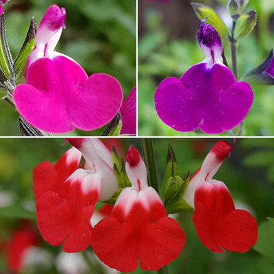 You Garden Salvia 'lips Collection' 3 X 9Cm Potted Plants Drought Tolerant Herbaceous Perennial Plant For Gardens from B&Q