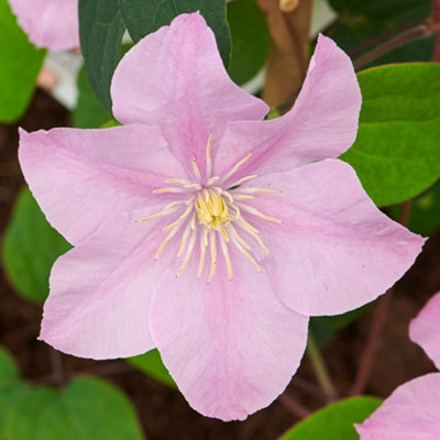 You Garden Clematis 'pompeii Boulevard' In A 10.5Cm Pot from B&Q
