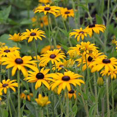 You Garden1 X Hardy Perennial Flower Rudbeckia 'goldsturm' Established Plants In 9Cm Pots from B&Q