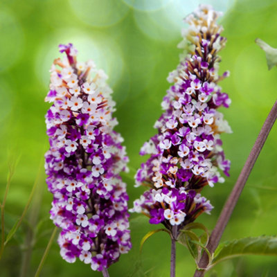 You Garden Buddleia Butterfly Bush Berries & Cream Florets In 9Cm Pots Butterfly And Bee Magnet from B&Q