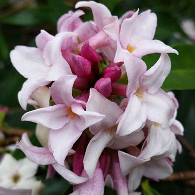 Yougarden  Daphne Perfume Princess 13Cm - Pink - 13cm Pot - Image 5