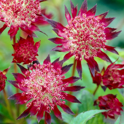 You Garden3 X MasterwortAstrantia Major 'claret' In A 9Cm PotGarden Ready Plants Ready To Plant Out In Garden Or Plant Pot from B&Q