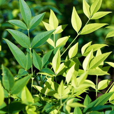 B&Q -  Nandina Lemon And Lime In 17Cm Pot