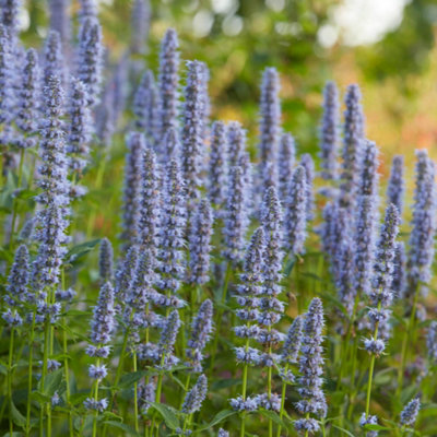 You Garden3 X Agastache 'blue Fortune' In A 9Cm PotGarden Ready Plants For GardensSupplied As 3 X Established Plant Ready from B&Q