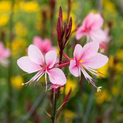 Yougarden3 X Gaura Lindheimeri Siskiyou Pink In A 9Cm Pot from B&Q