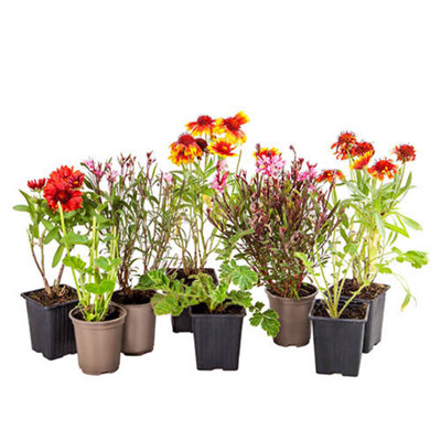 Yougarden Lucky Dip Perennial Collection In 9Cm Pots (Pack Of 5) from B&Q