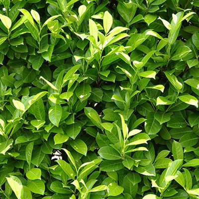 You Garden Laurel Hedging Prunus Laurocerasus 9Cm Pot from B&Q