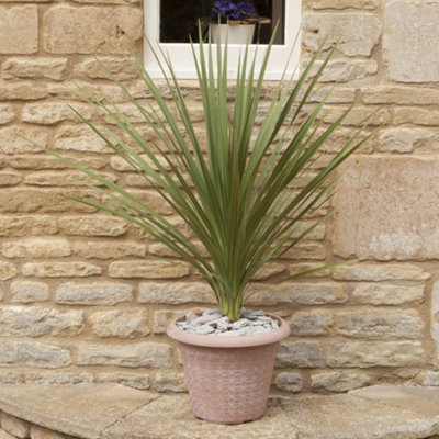 You Garden Cordyline Australis Green17Cm PotPlant 60-70Cm Tall from B&Q