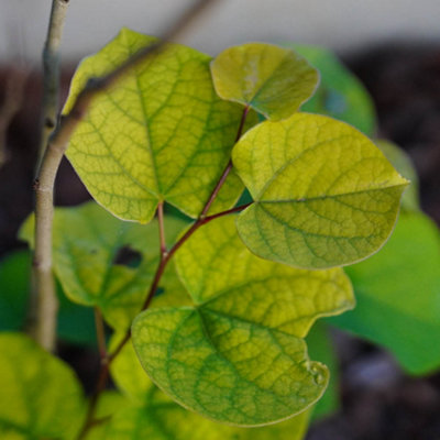 Yougarden You GardenCercis Canandensis 'forest Pansy' from B&Q