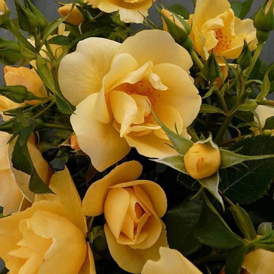 You Garden Gold Yougarden Climbing Rose 'Gardener's ' Pot 3L