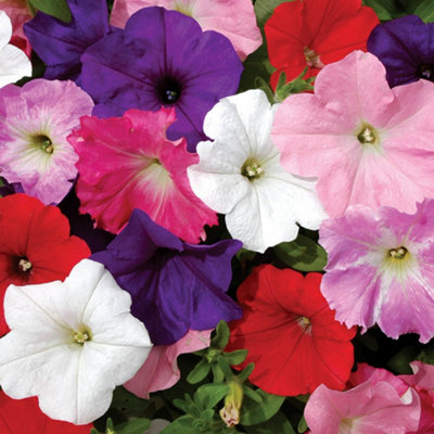 You Garden Yougarden 20 X Petunia Easy Wave Ultimate Mix Garden Ready Plant Plugs Ready To Plant from B&Q