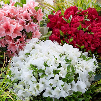 You Garden Azalea Encore Collection 8Cm X3 from B&Q
