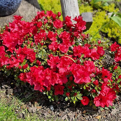You Garden Zalea Encore 'autumn Fire' In 8Cm Pot Garden Ready Plants Ready To Plant Out In Gardens from B&Q