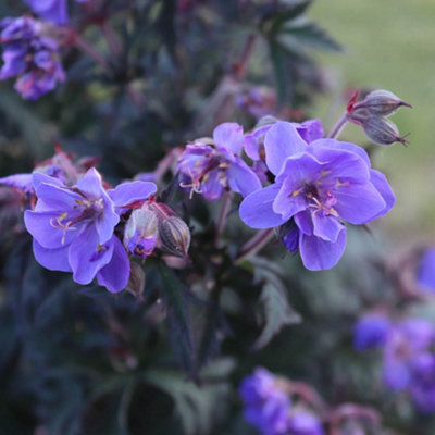 Yougarden You Garden1 X Geranium (Hardy) Storm Cloud 9Cm from B&Q