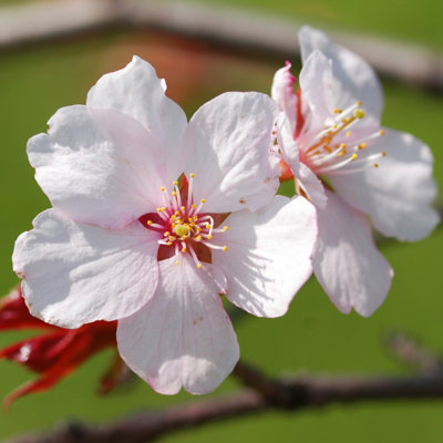 You Garden Ornamental Prunus Incisa 'Kojo-No-Mai' Fuji Cherry Tree In A 19Cm Pot B&Q