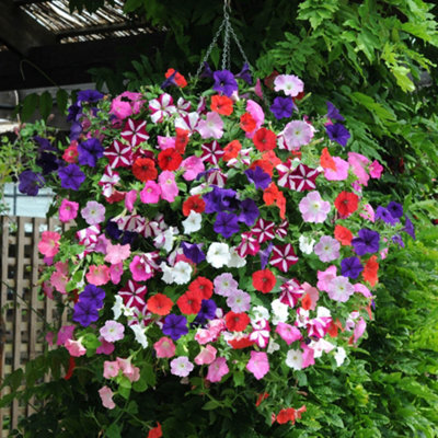 You Garden Petunia Easy Wave Ultimate Mix Garden Ready 10Supplied As Established Garden Ready Plants Ready To Plant Out In BordersContai from B&Q