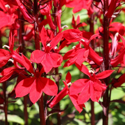 You Garden3 X Lobelia Speciosa 'queen Victoria' In 9Cm PotsSupplied As Established Plants Ready To Pot On Or Plant OutGro from B&Q