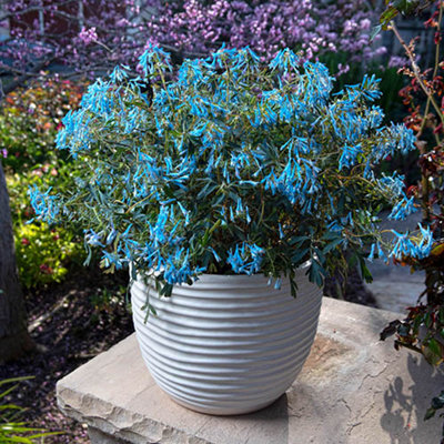Yougarden Corydalis 'blue Heron' Pack Of 3 Garden Ready Plug Plants from B&Q