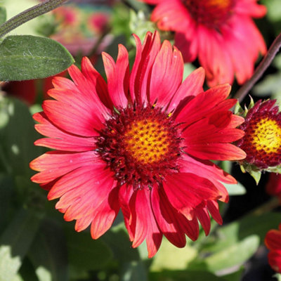 You Garden3 X Gaillardia X Grandiflora 'arizona Red Shades' In A 9Cm Pot from B&Q